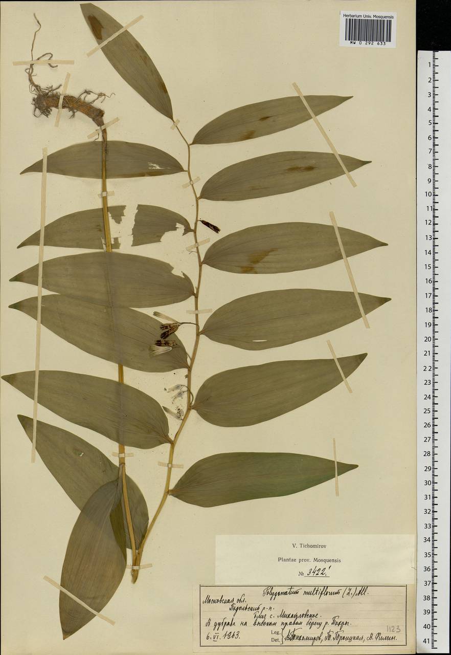 Polygonatum multiflorum (L.) All., Eastern Europe, Moscow region (E4a) (Russia)