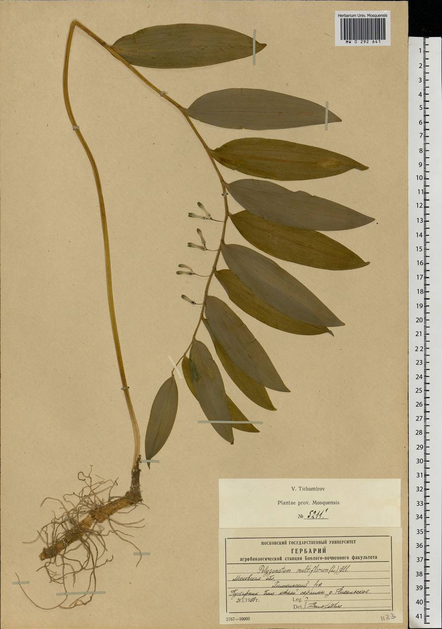 Polygonatum multiflorum (L.) All., Eastern Europe, Moscow region (E4a) (Russia)