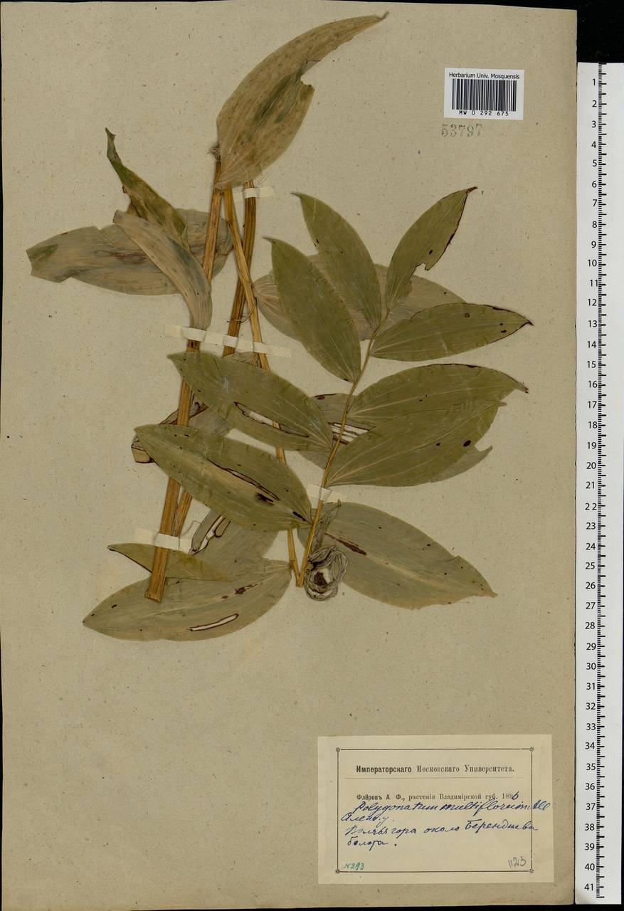 Polygonatum multiflorum (L.) All., Eastern Europe, Central forest region (E5) (Russia)