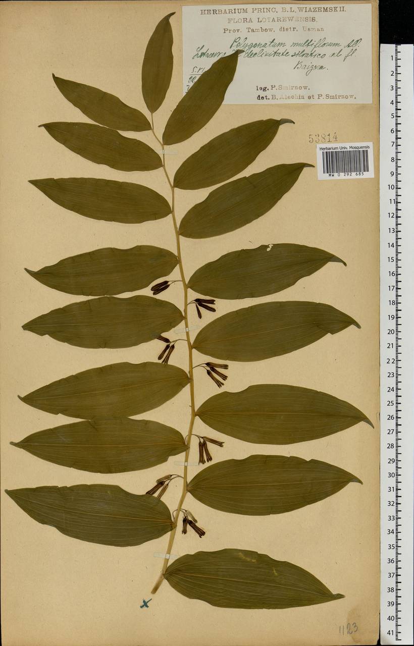 Polygonatum multiflorum (L.) All., Eastern Europe, Central forest-and-steppe region (E6) (Russia)