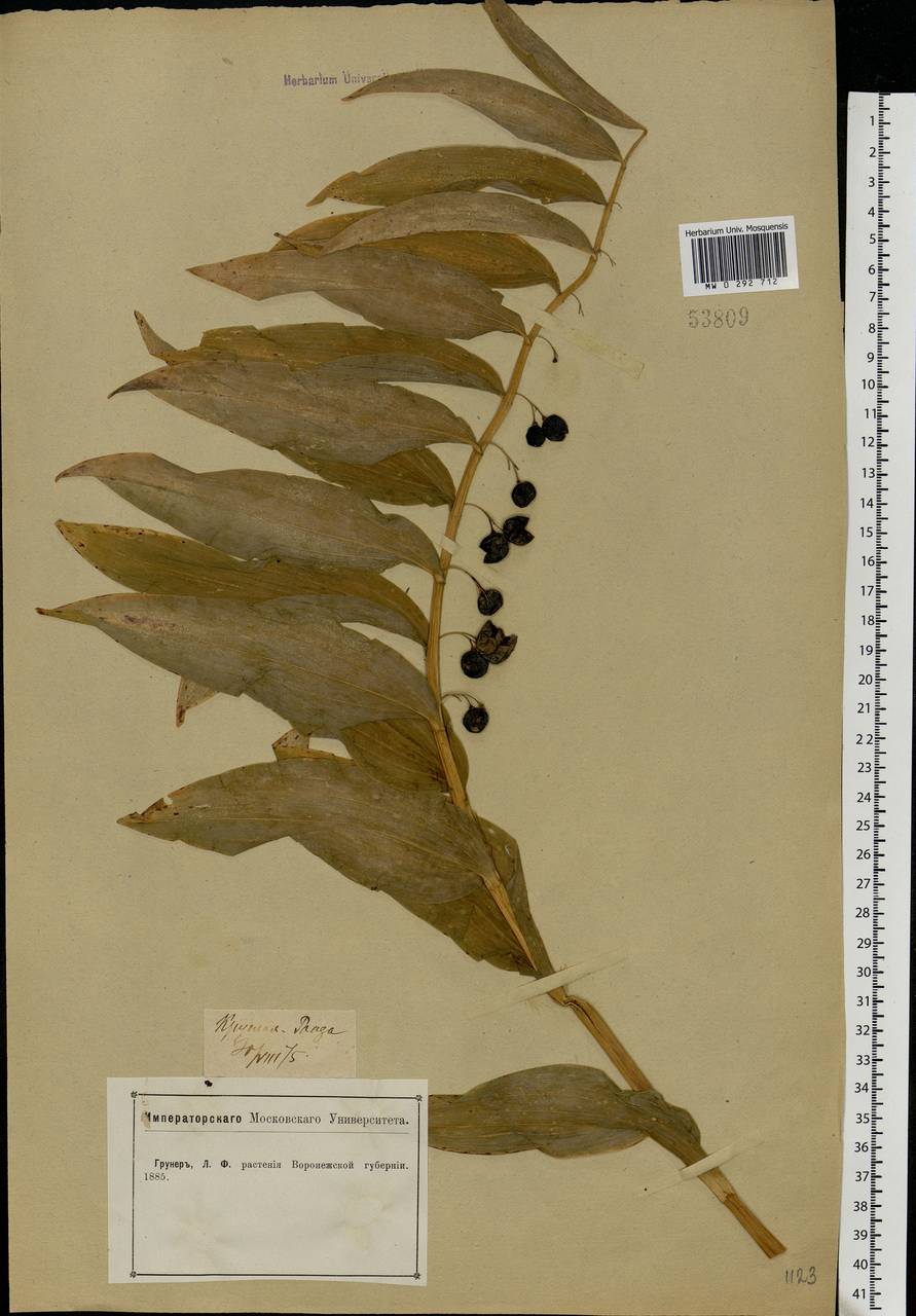 Polygonatum multiflorum (L.) All., Eastern Europe, Central forest-and-steppe region (E6) (Russia)