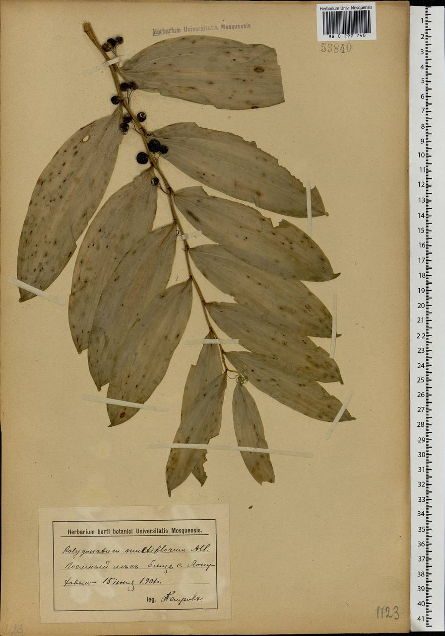 Polygonatum multiflorum (L.) All., Eastern Europe, Lower Volga region (E9) (Russia)