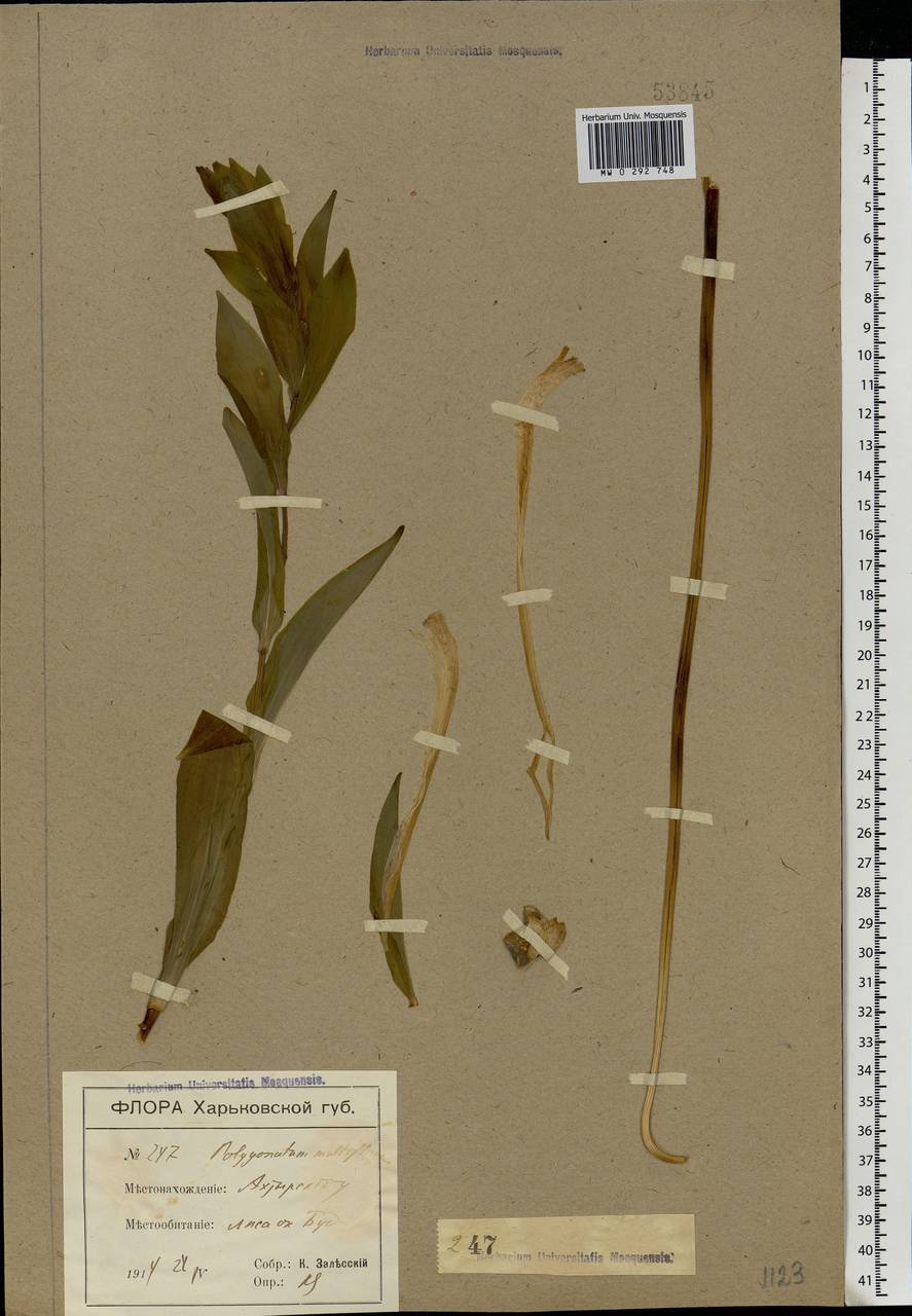 Polygonatum multiflorum (L.) All., Eastern Europe, North Ukrainian region (E11) (Ukraine)