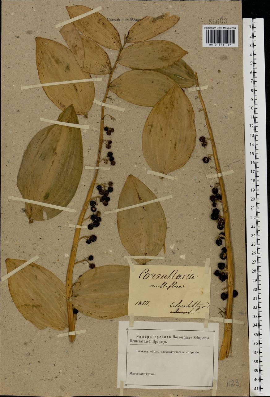 Polygonatum multiflorum (L.) All., Eastern Europe, South Ukrainian region (E12) (Ukraine)