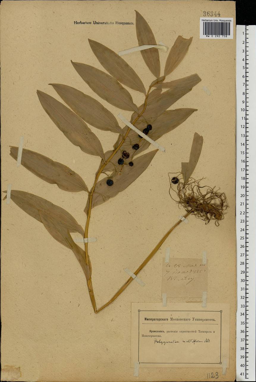 Polygonatum multiflorum (L.) All., Eastern Europe, North Ukrainian region (E11) (Ukraine)