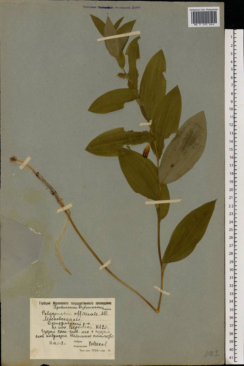 Polygonatum odoratum (Mill.) Druce, Eastern Europe, Moscow region (E4a) (Russia)
