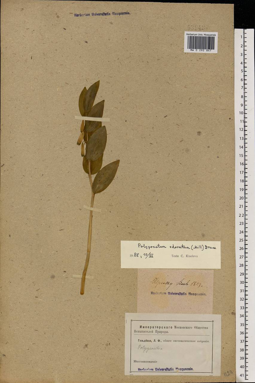 Polygonatum odoratum (Mill.) Druce, Eastern Europe, Middle Volga region (E8) (Russia)