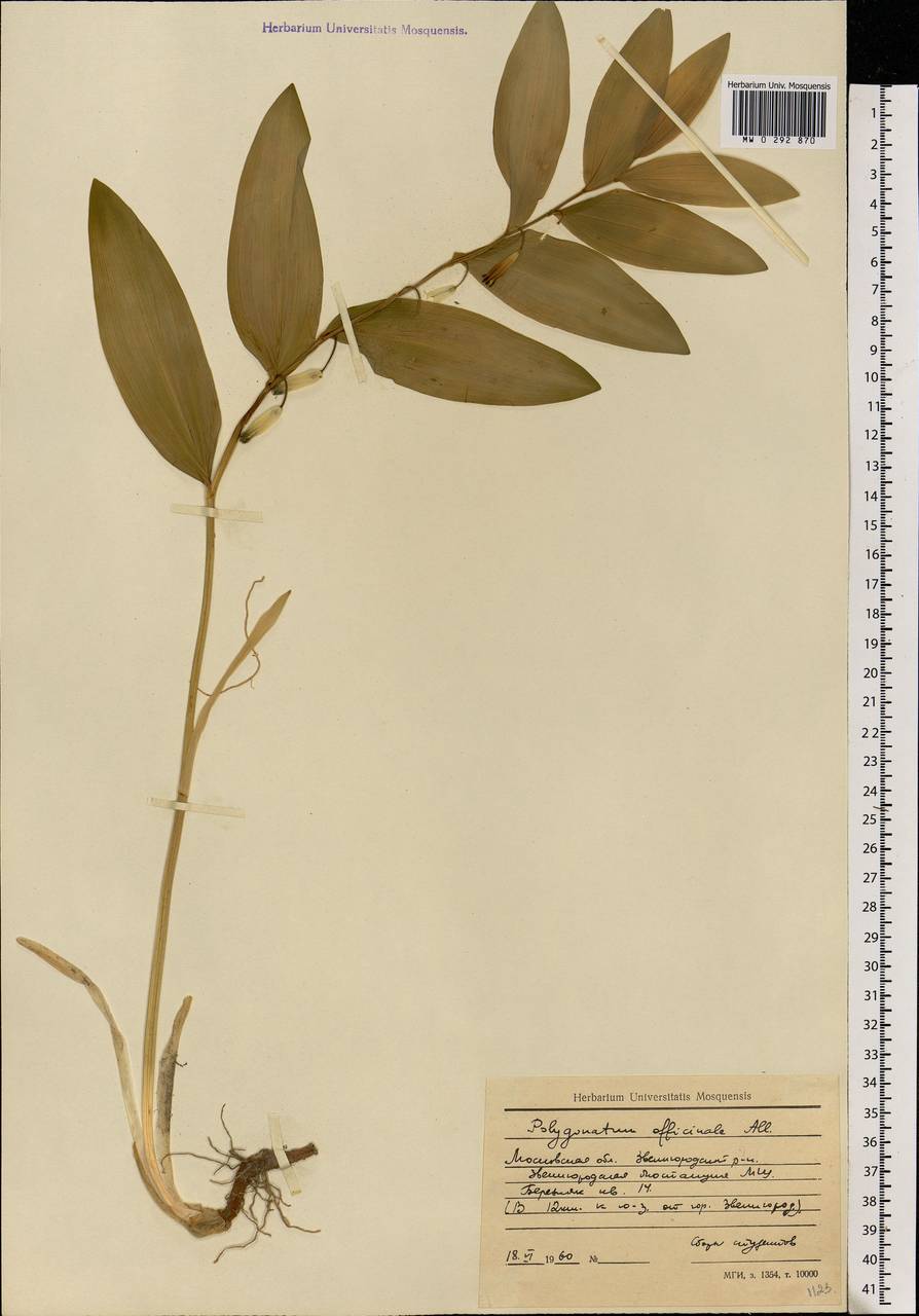 Polygonatum odoratum (Mill.) Druce, Eastern Europe, Moscow region (E4a) (Russia)