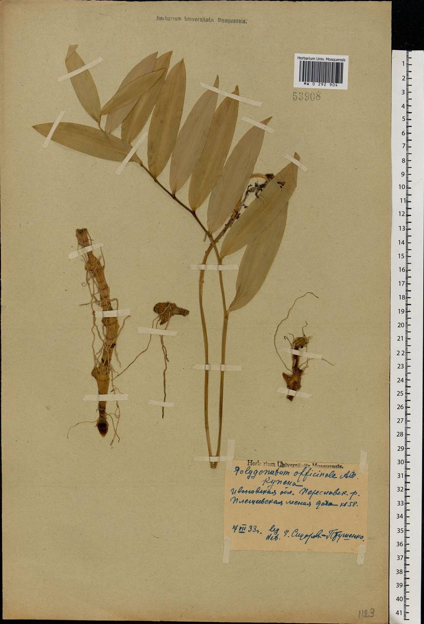 Polygonatum odoratum (Mill.) Druce, Eastern Europe, Central forest region (E5) (Russia)