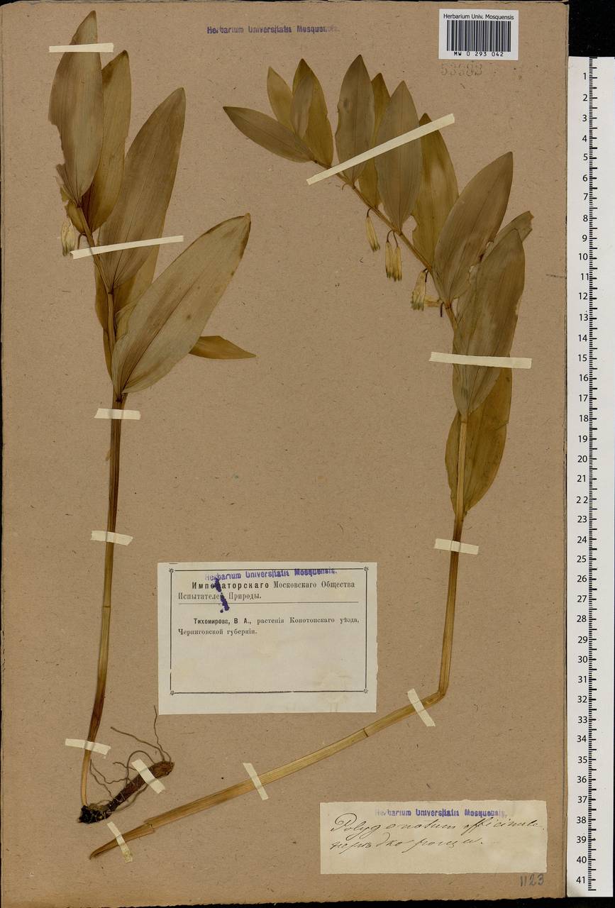 Polygonatum odoratum (Mill.) Druce, Eastern Europe, North Ukrainian region (E11) (Ukraine)