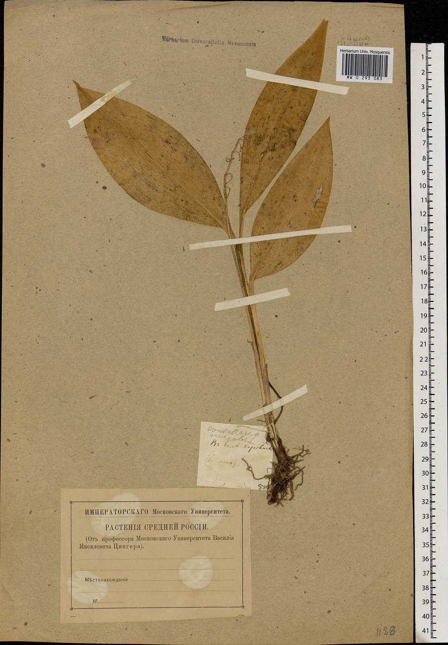 Convallaria majalis L., Eastern Europe, Central region (E4) (Russia)