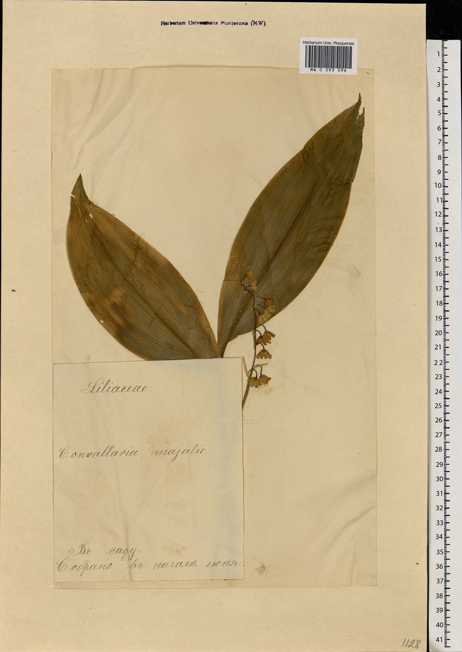 Convallaria majalis L., Eastern Europe, Estonia (E2c) (Estonia)