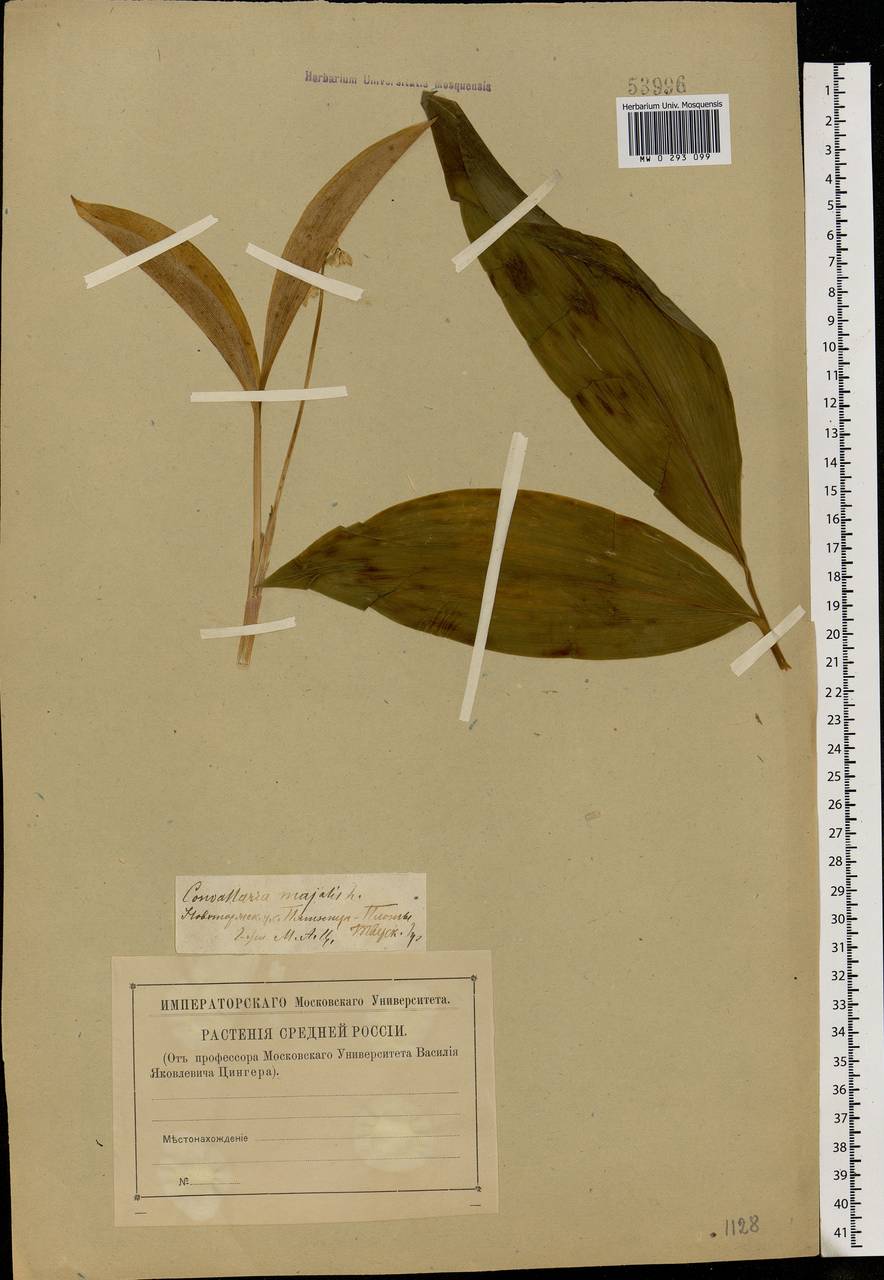 Convallaria majalis L., Eastern Europe, North-Western region (E2) (Russia)