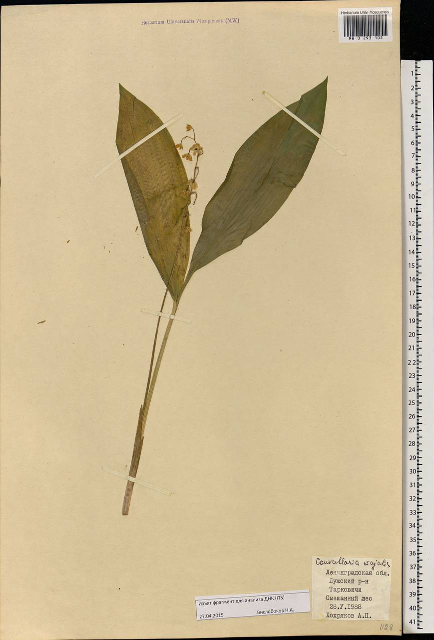 Convallaria majalis L., Eastern Europe, North-Western region (E2) (Russia)