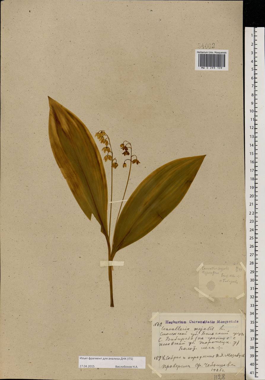 Convallaria majalis L., Eastern Europe, North-Western region (E2) (Russia)