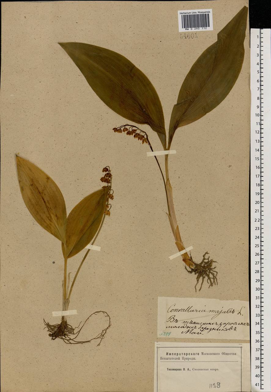 Convallaria majalis L., Eastern Europe, Western region (E3) (Russia)