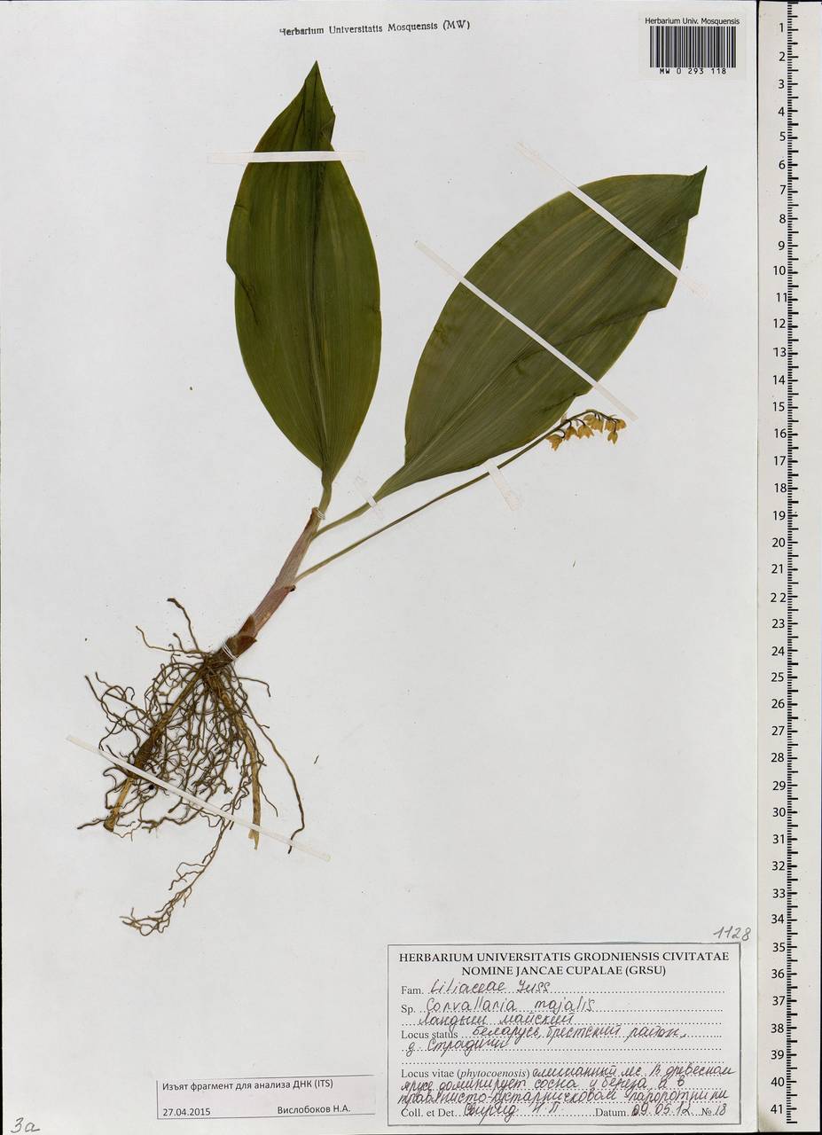 Convallaria majalis L., Eastern Europe, Belarus (E3a) (Belarus)