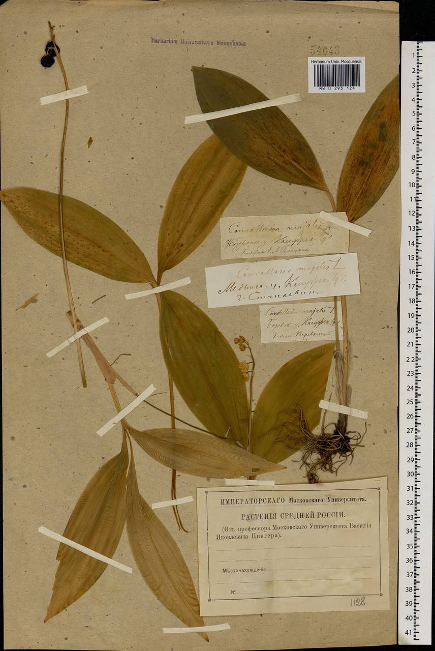 Convallaria majalis L., Eastern Europe, Central region (E4) (Russia)
