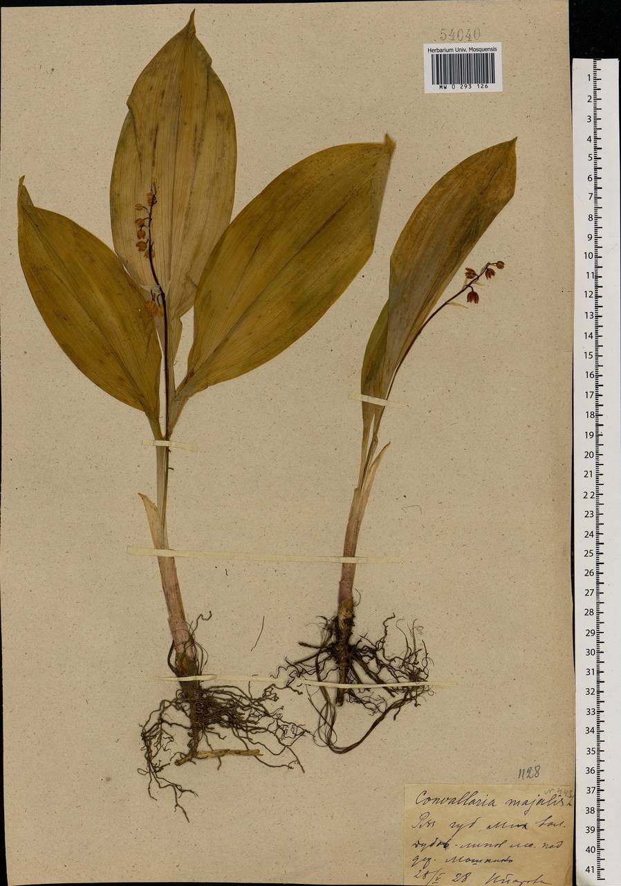 Convallaria majalis L., Eastern Europe, Central region (E4) (Russia)