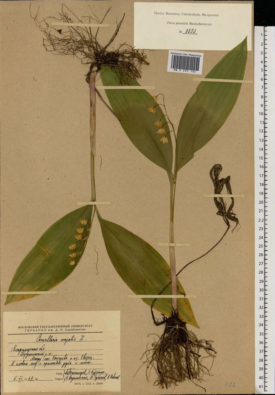 Convallaria majalis L., Eastern Europe, Central region (E4) (Russia)