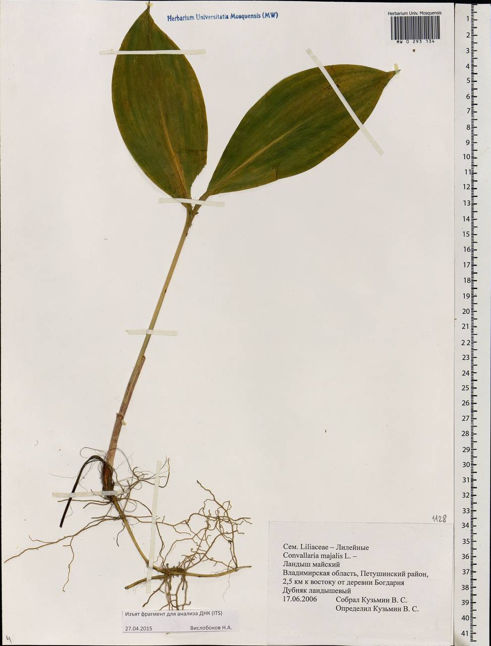 Convallaria majalis L., Eastern Europe, Central region (E4) (Russia)