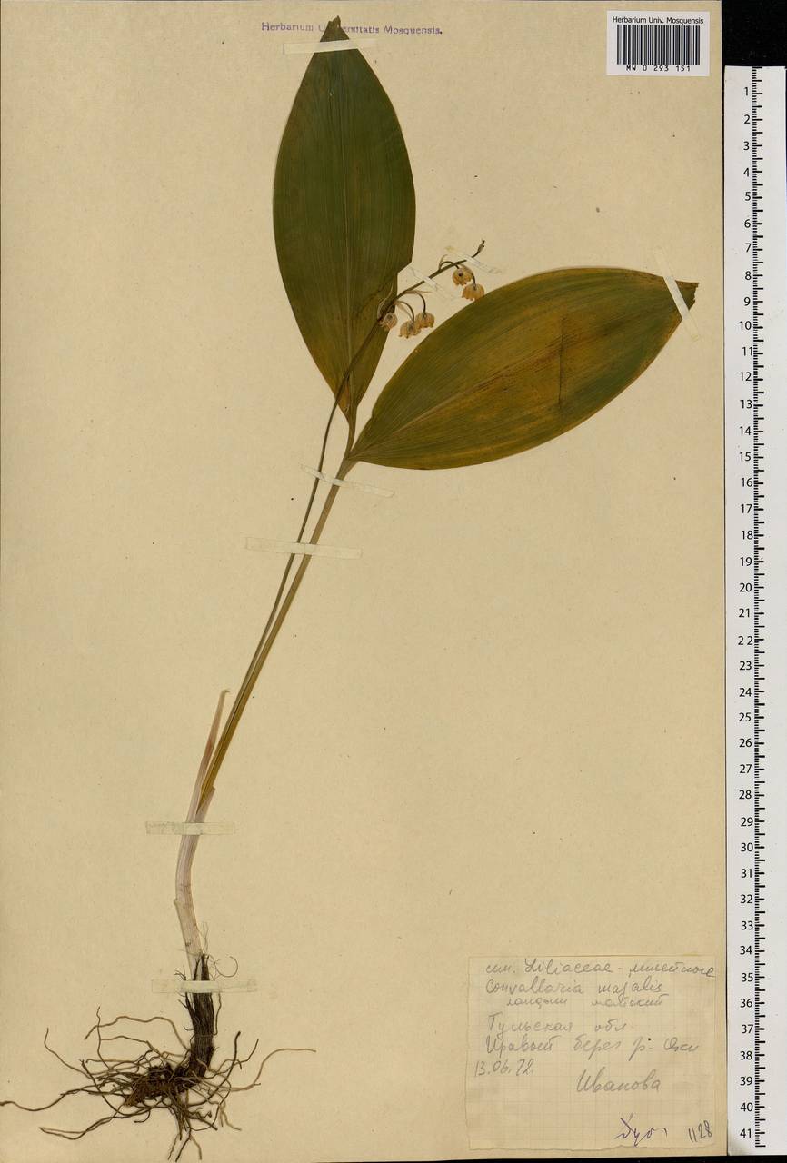 Convallaria majalis L., Eastern Europe, Central region (E4) (Russia)