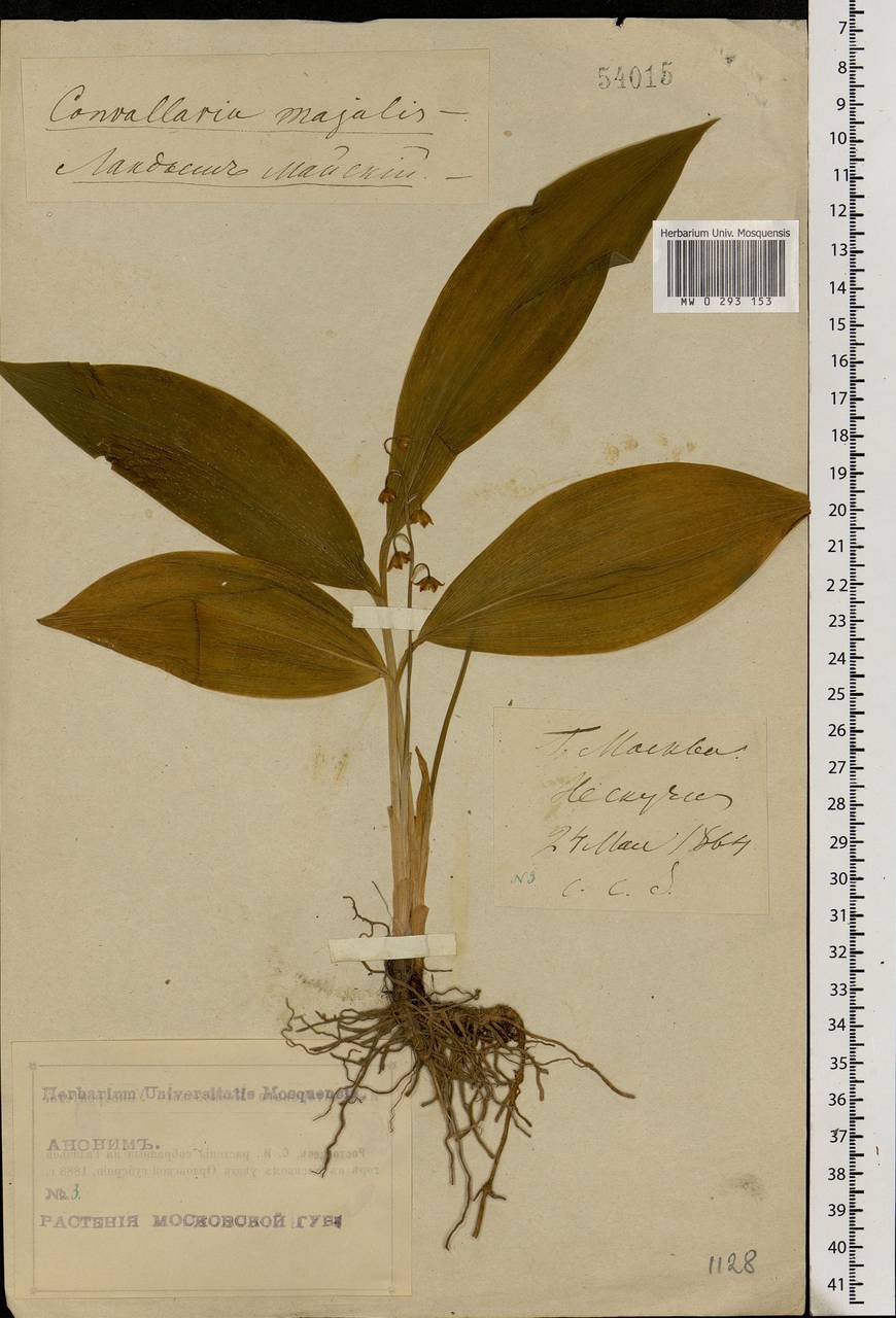 Convallaria majalis L., Eastern Europe, Moscow region (E4a) (Russia)