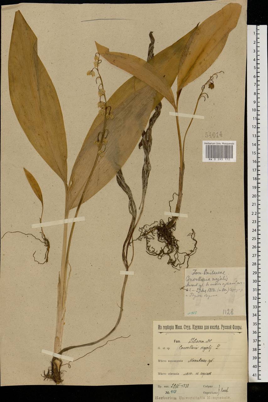Convallaria majalis L., Eastern Europe, Moscow region (E4a) (Russia)