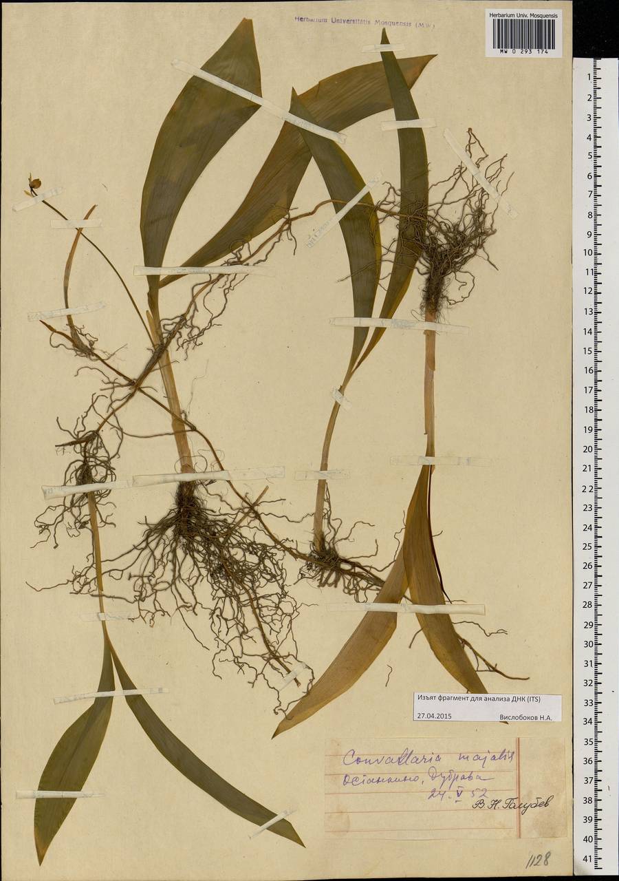 Convallaria majalis L., Eastern Europe, Moscow region (E4a) (Russia)