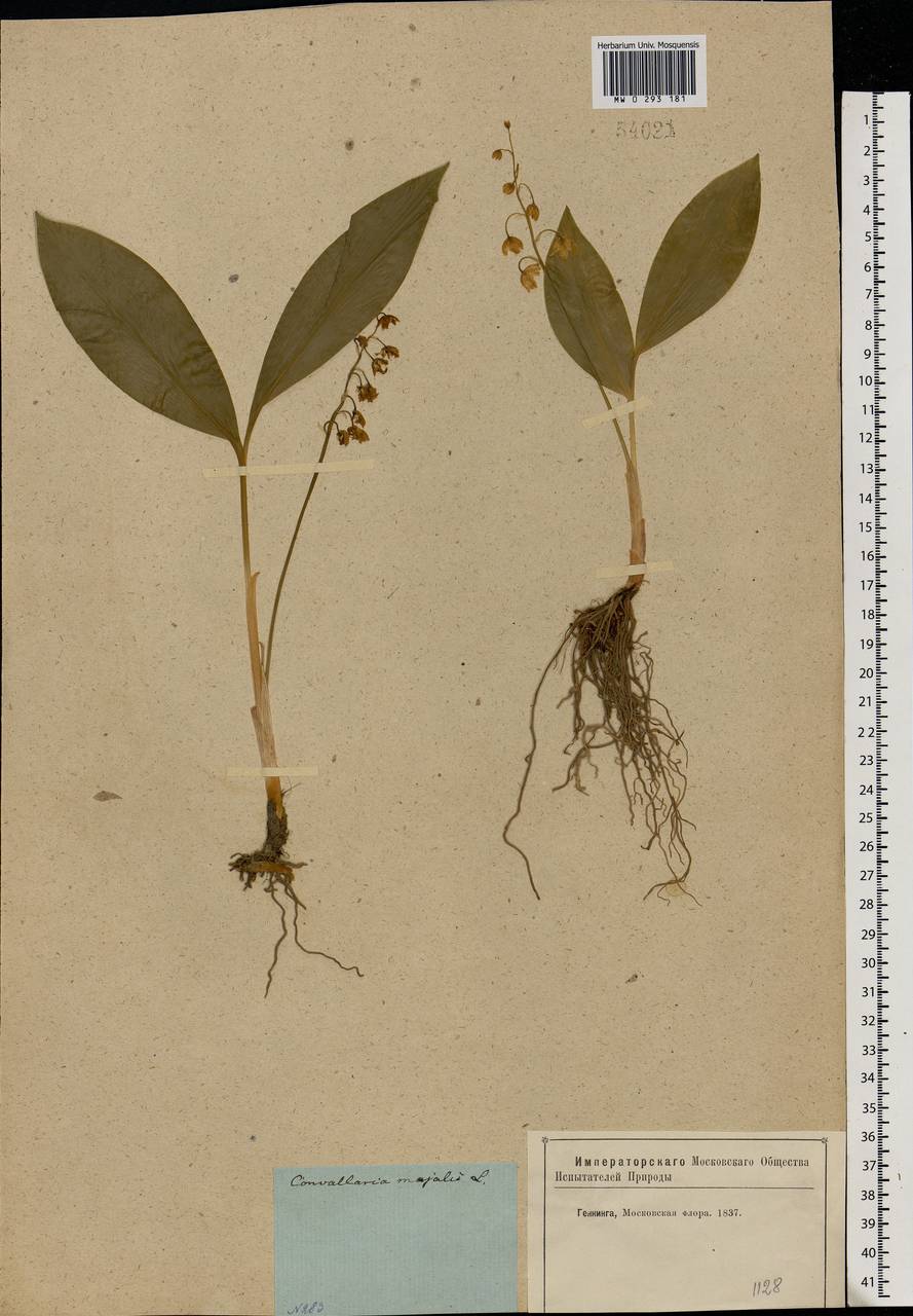 Convallaria majalis L., Eastern Europe, Moscow region (E4a) (Russia)