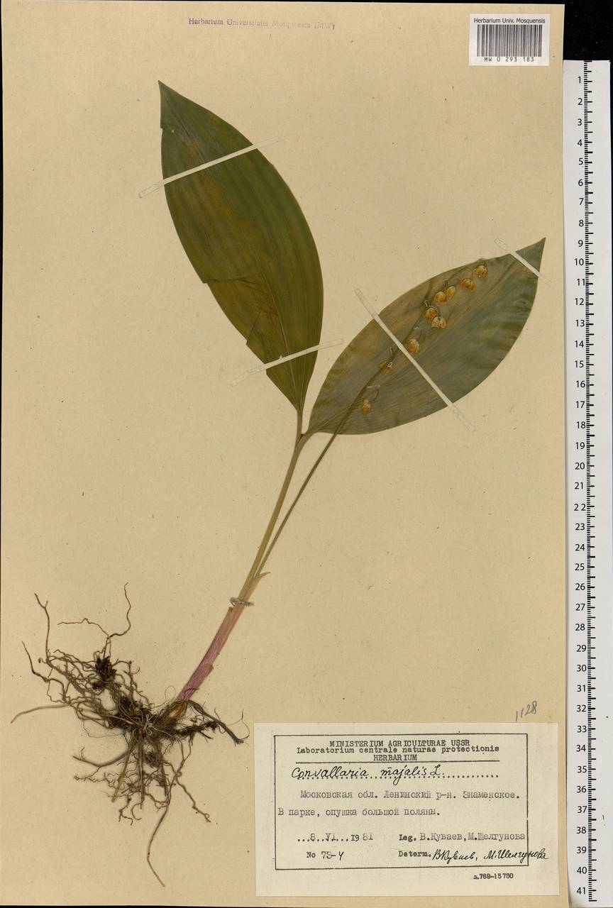 Convallaria majalis L., Eastern Europe, Moscow region (E4a) (Russia)