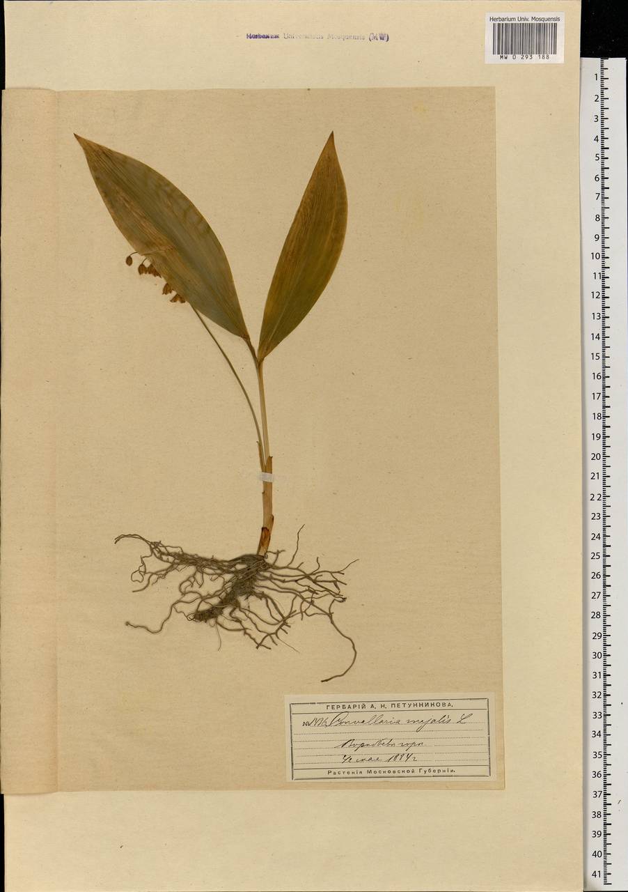 Convallaria majalis L., Eastern Europe, Moscow region (E4a) (Russia)