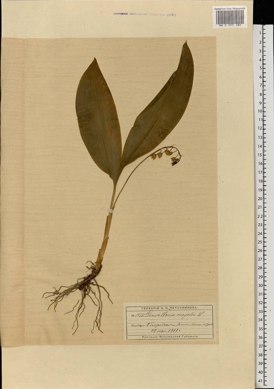 Convallaria majalis L., Eastern Europe, Moscow region (E4a) (Russia)