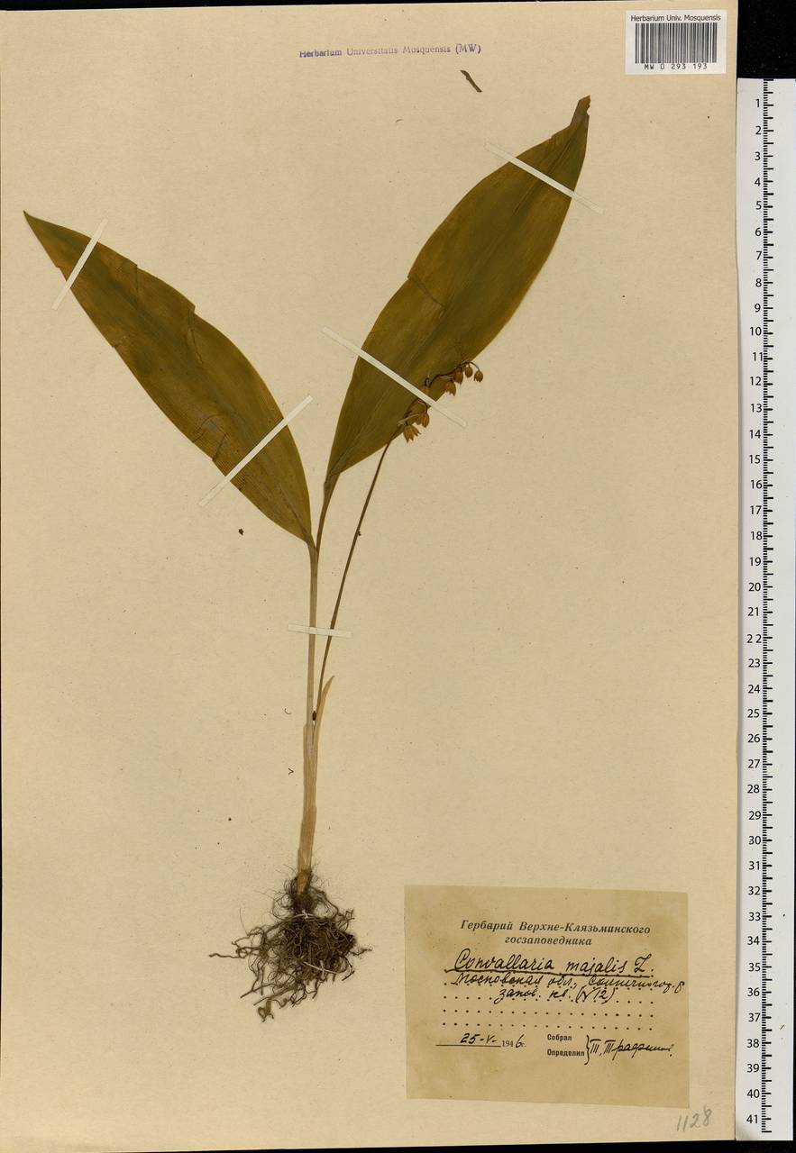 Convallaria majalis L., Eastern Europe, Moscow region (E4a) (Russia)