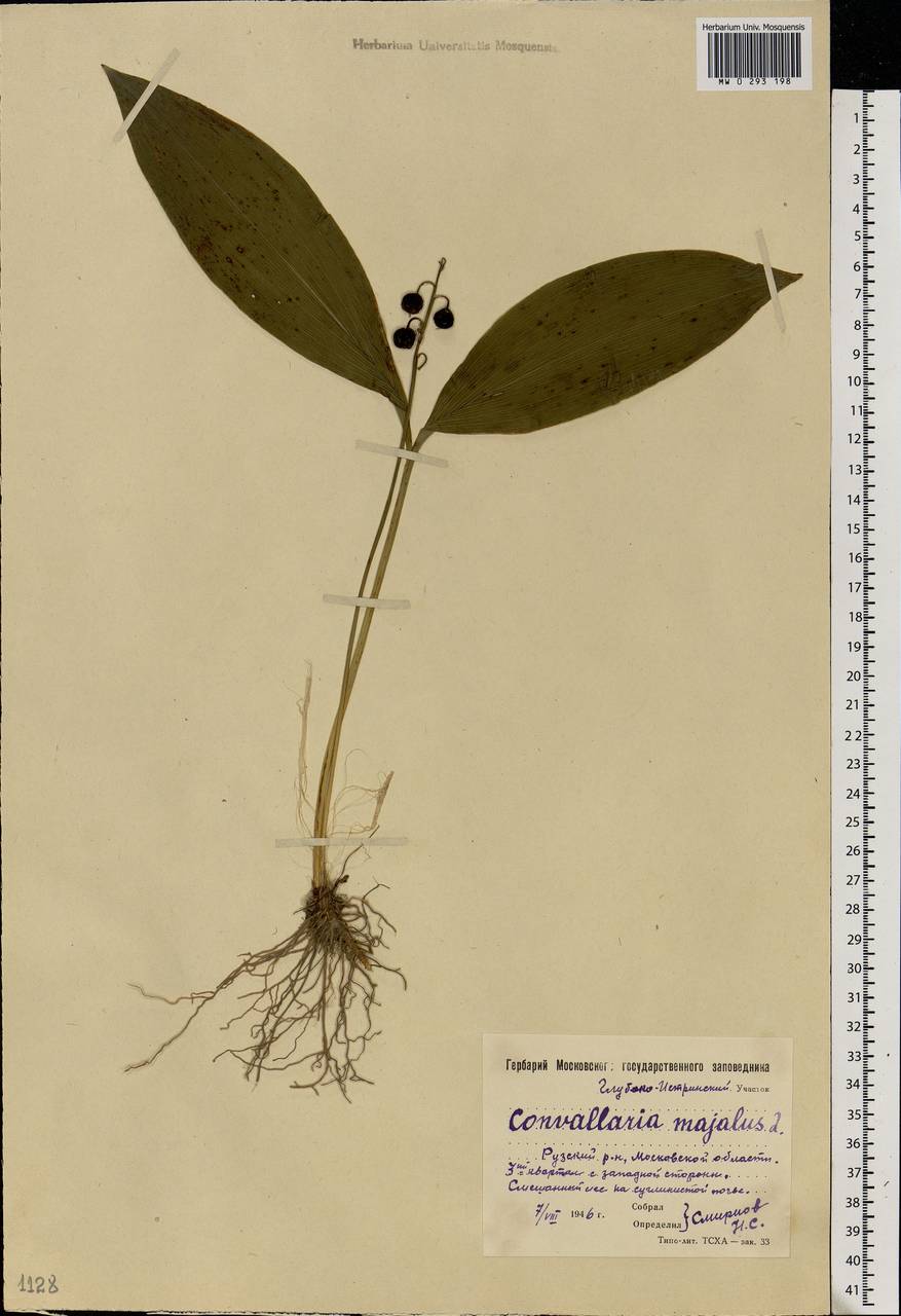 MW0293198, Convallaria majalis (Ландыш майский), specimen Convallaria majalis L., Eastern Europe, Moscow region (E4a) (Russia)