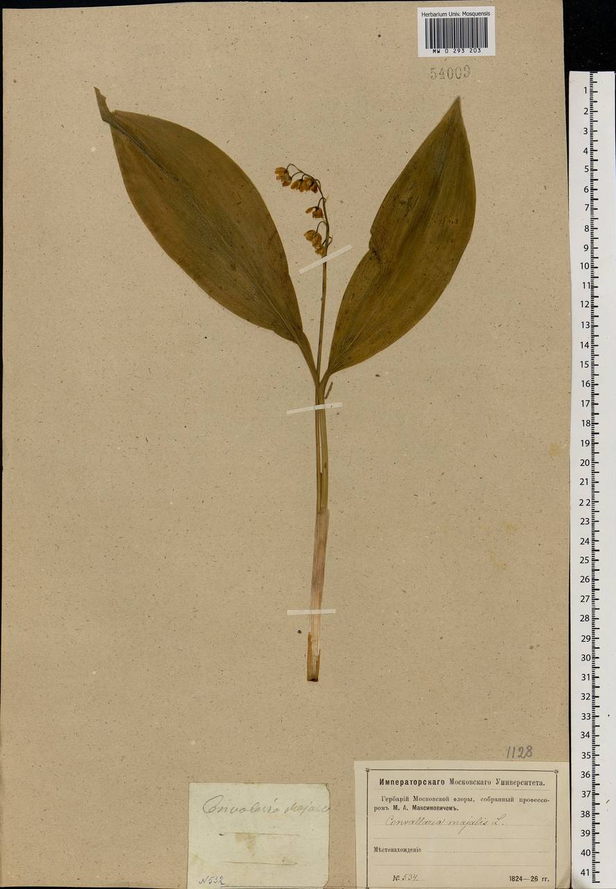 Convallaria majalis L., Eastern Europe, Moscow region (E4a) (Russia)
