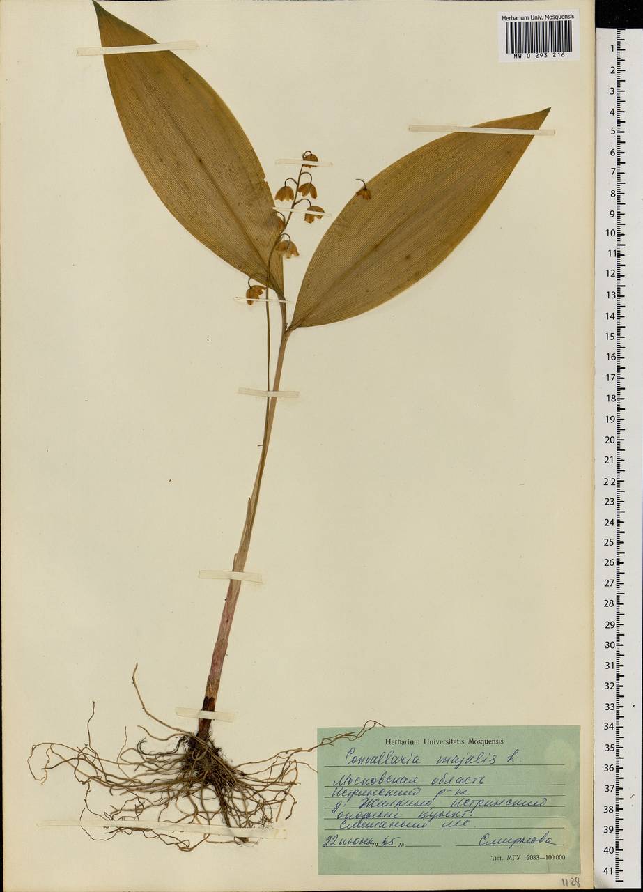 Convallaria majalis L., Eastern Europe, Moscow region (E4a) (Russia)