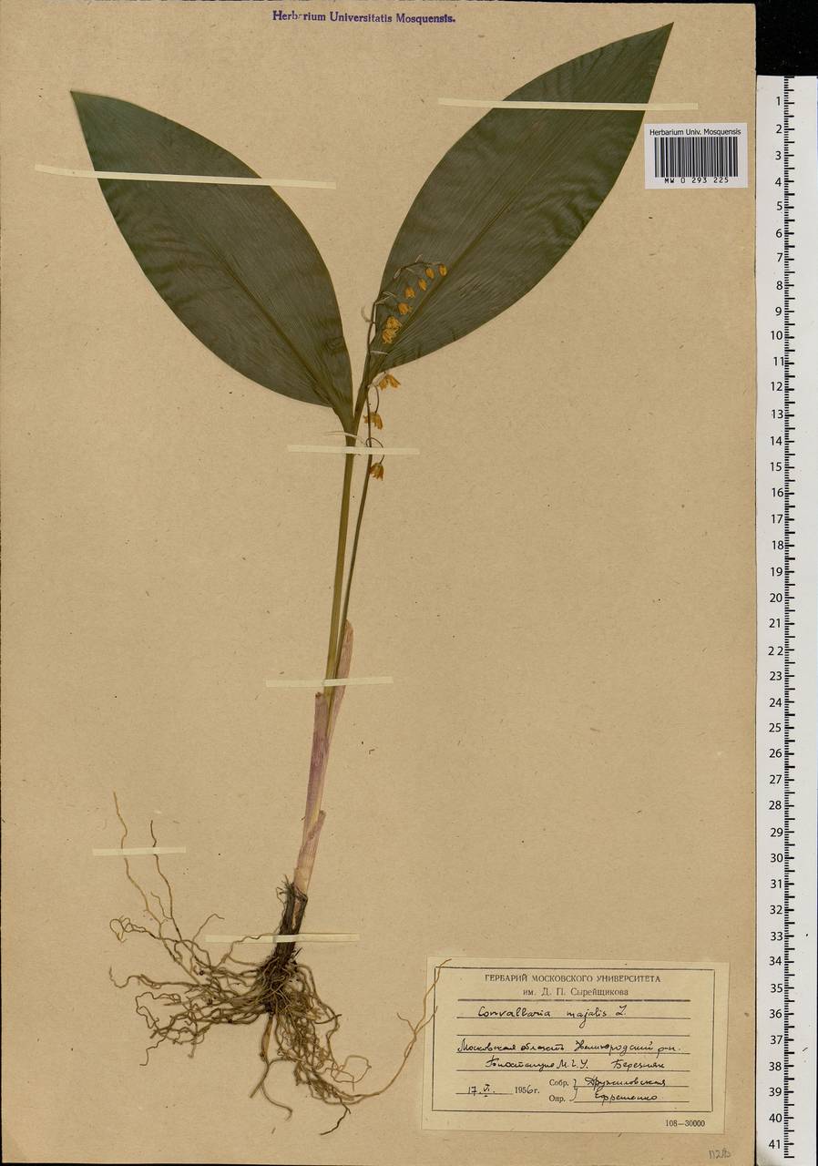 Convallaria majalis L., Eastern Europe, Moscow region (E4a) (Russia)