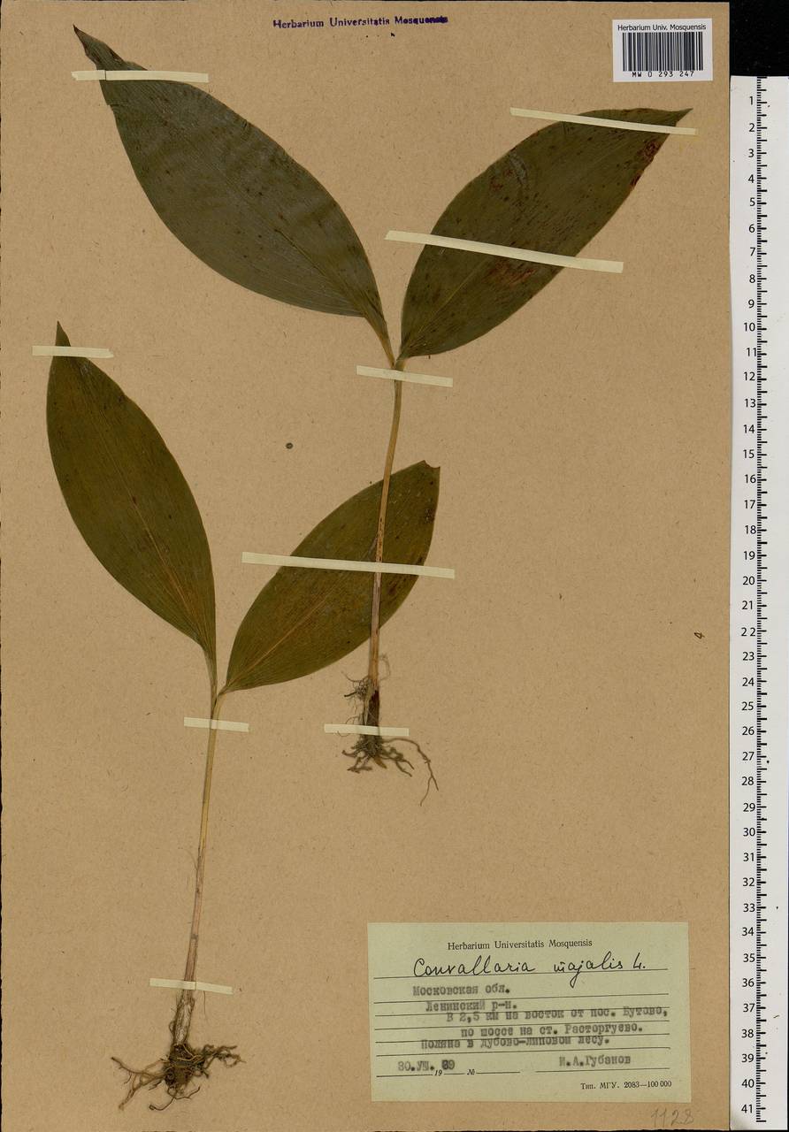 Convallaria majalis L., Eastern Europe, Moscow region (E4a) (Russia)