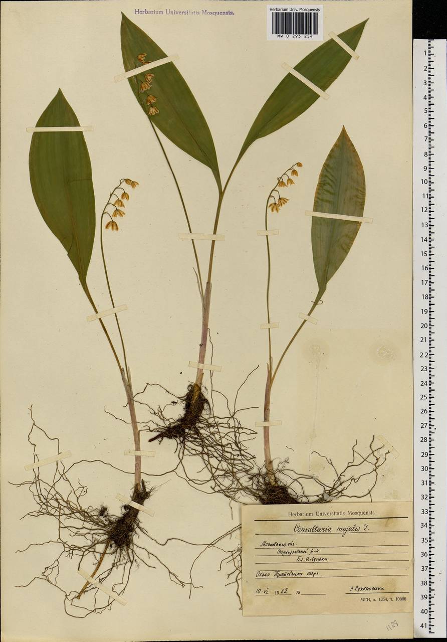 Convallaria majalis L., Eastern Europe, Moscow region (E4a) (Russia)