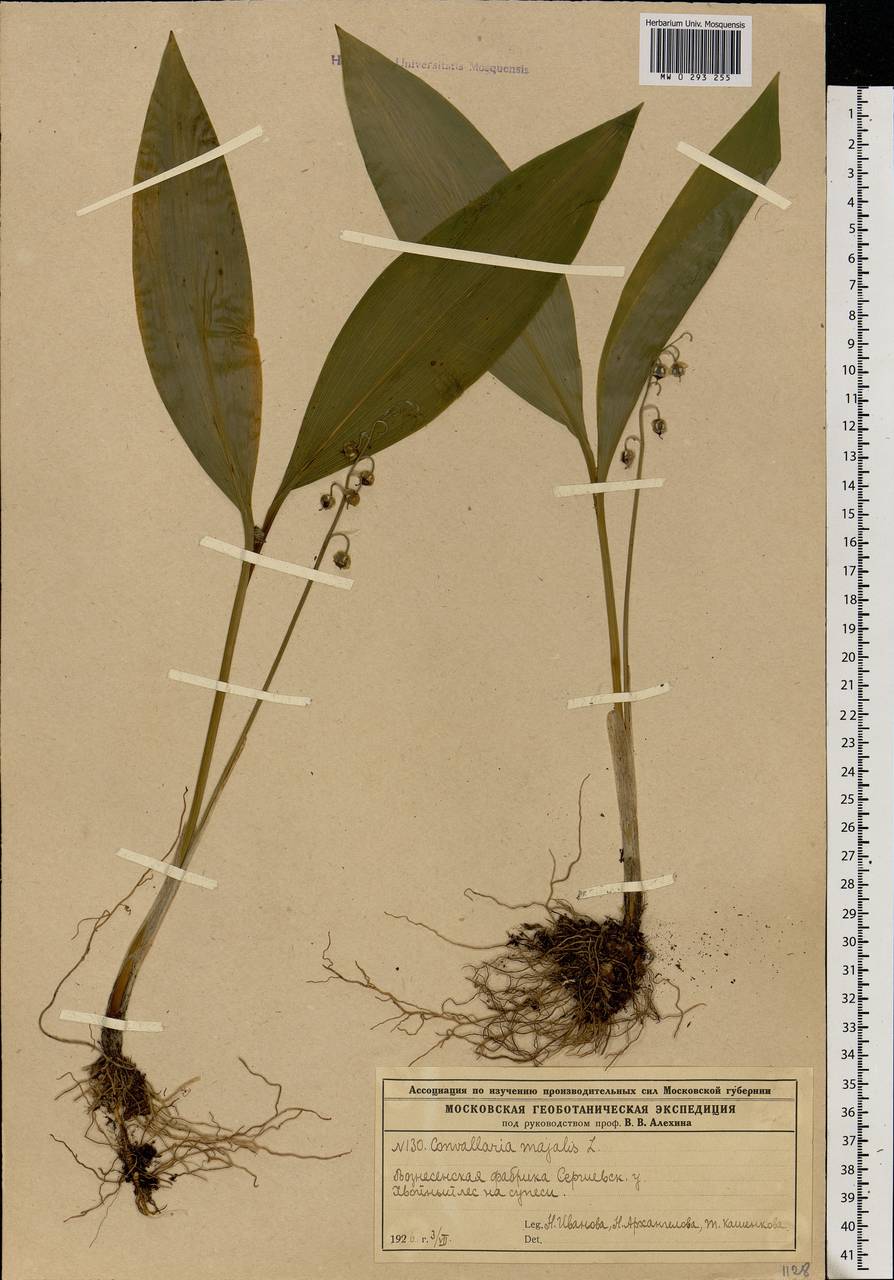 Convallaria majalis L., Eastern Europe, Moscow region (E4a) (Russia)