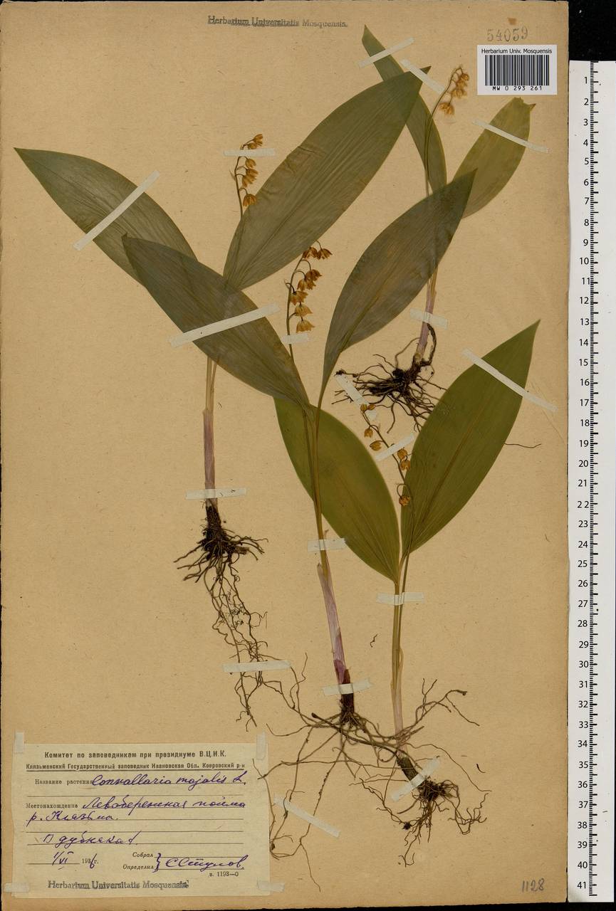 Convallaria majalis L., Eastern Europe, Central region (E4) (Russia)