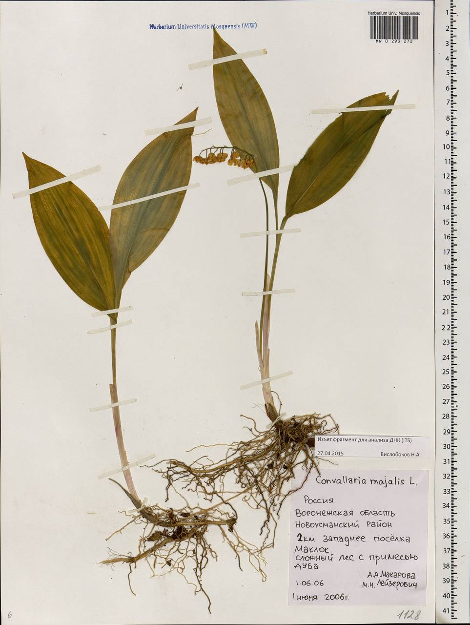 Convallaria majalis L., Eastern Europe, Central forest-and-steppe region (E6) (Russia)