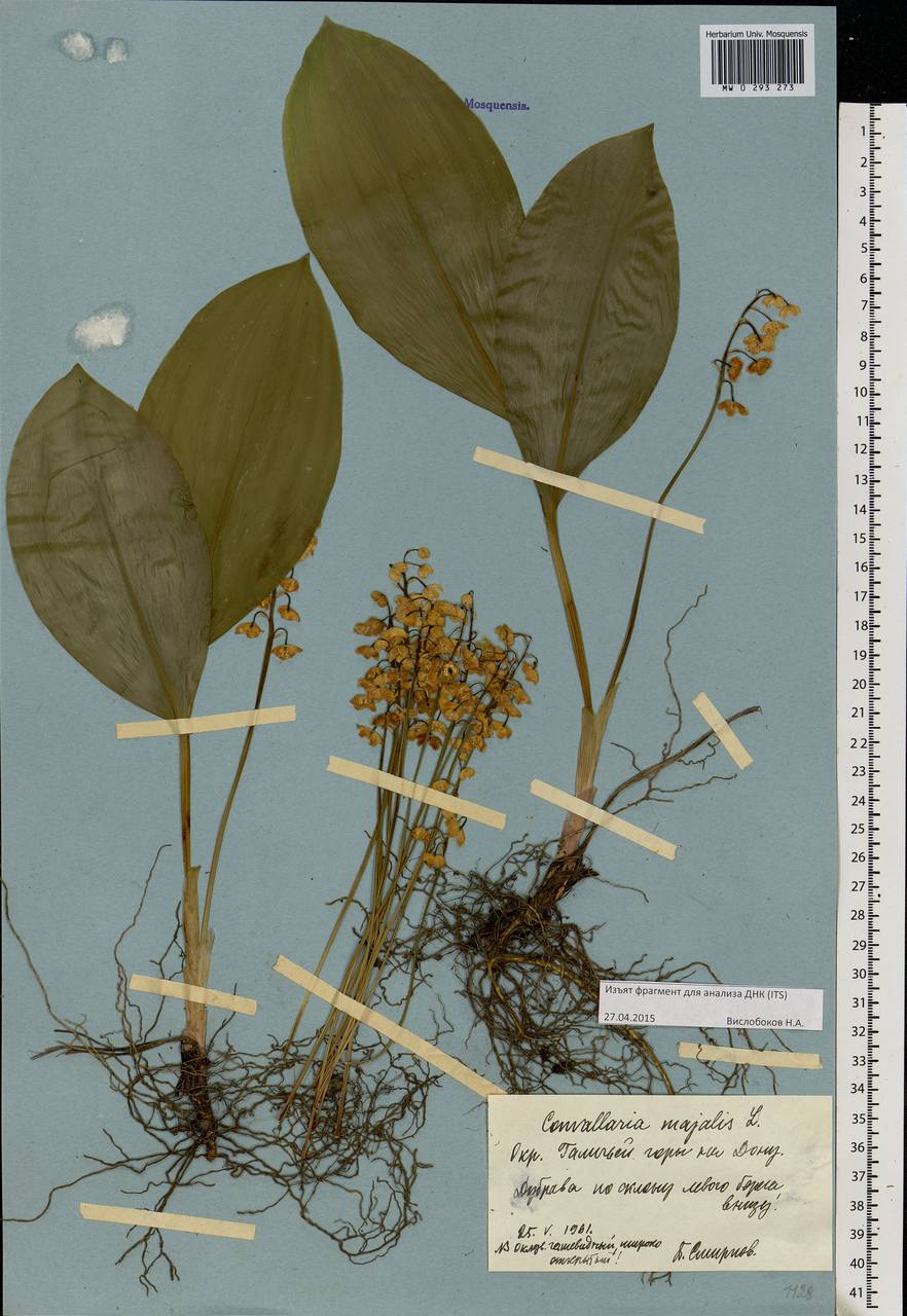 Convallaria majalis L., Eastern Europe, Central forest-and-steppe region (E6) (Russia)