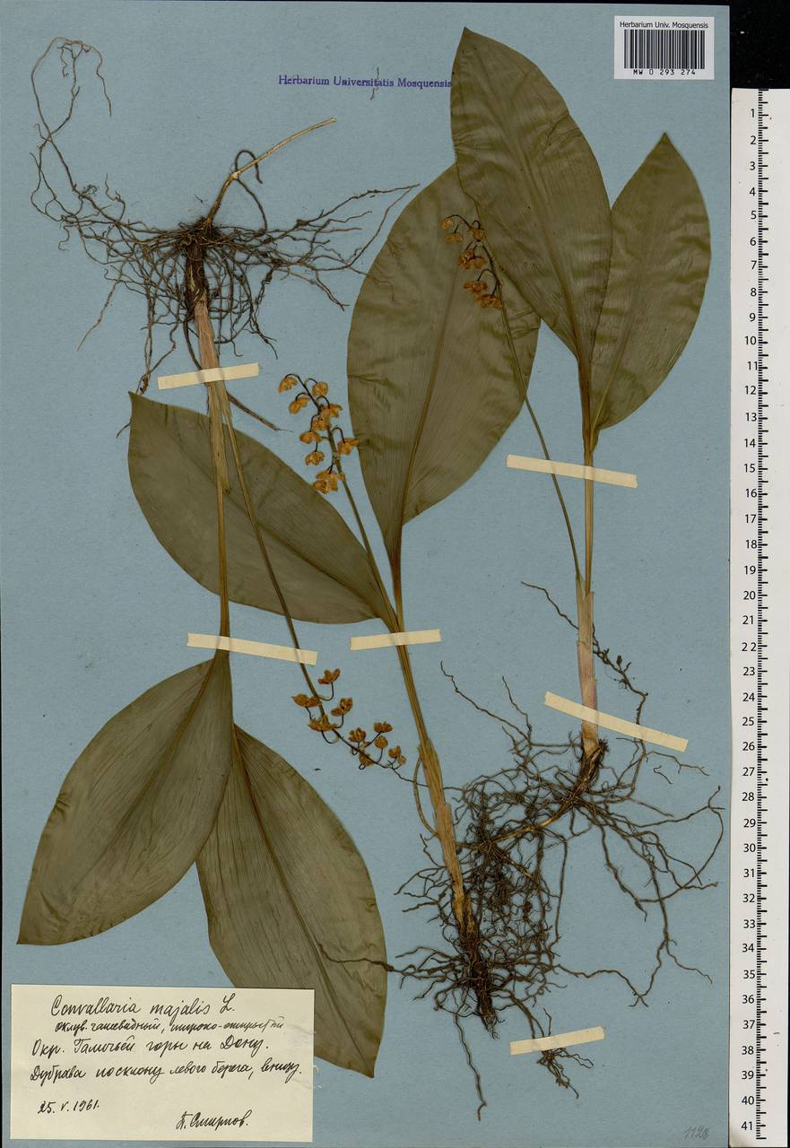 Convallaria majalis L., Eastern Europe, Central forest-and-steppe region (E6) (Russia)