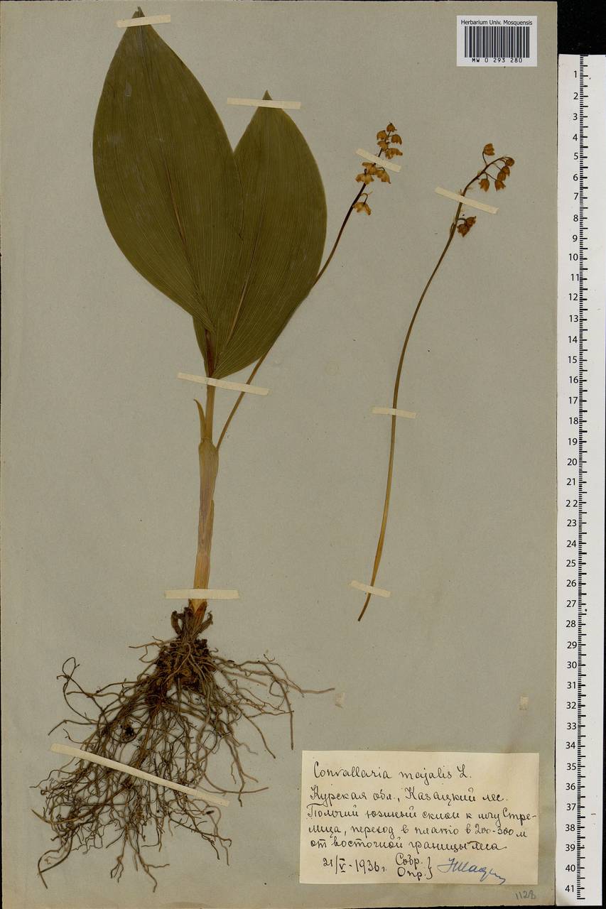 Convallaria majalis L., Eastern Europe, Central forest-and-steppe region (E6) (Russia)
