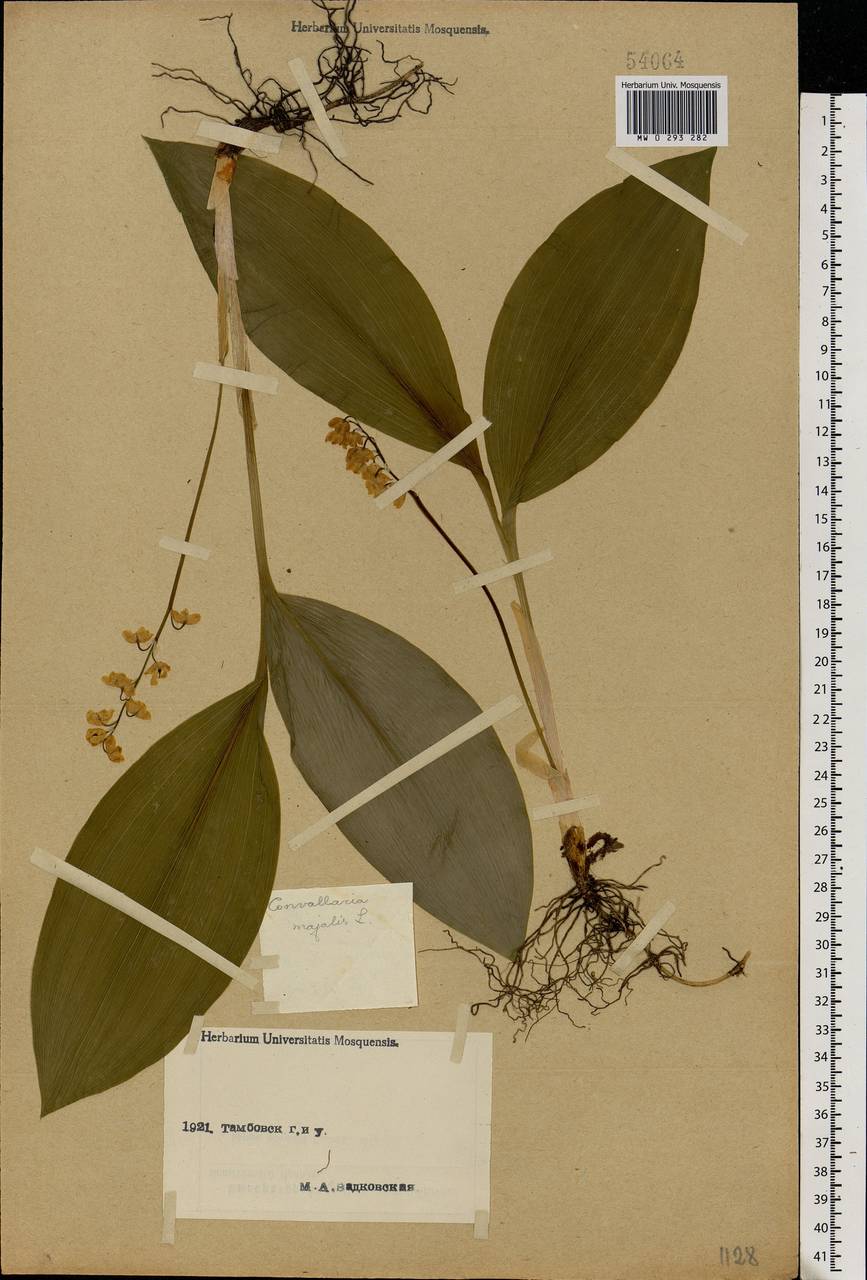 Convallaria majalis L., Eastern Europe, Central forest-and-steppe region (E6) (Russia)