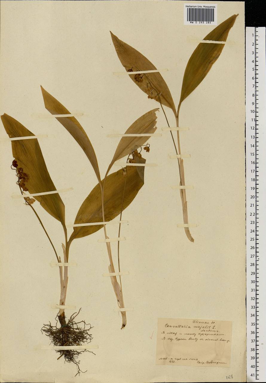 Convallaria majalis L., Eastern Europe, Central forest-and-steppe region (E6) (Russia)