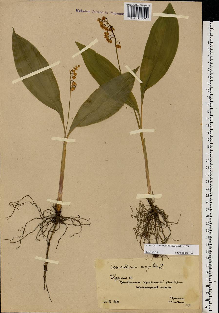 Convallaria majalis L., Eastern Europe, Central forest-and-steppe region (E6) (Russia)