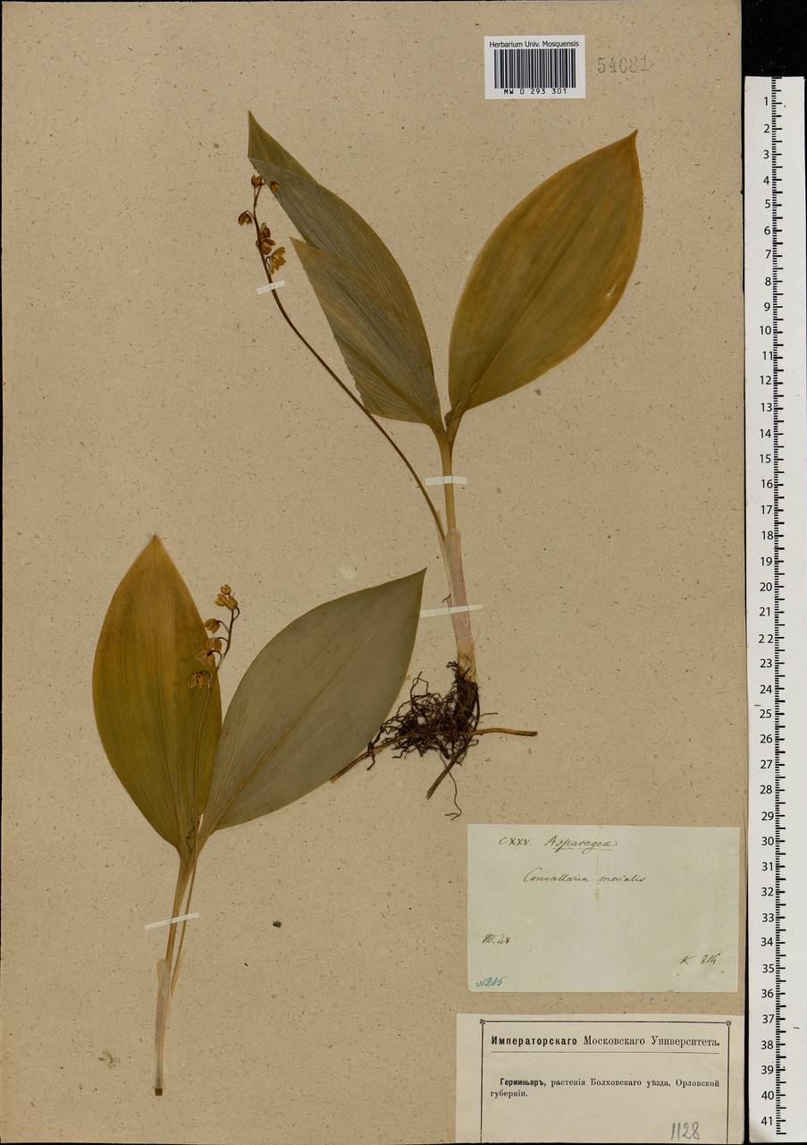 Convallaria majalis L., Eastern Europe, Central forest-and-steppe region (E6) (Russia)
